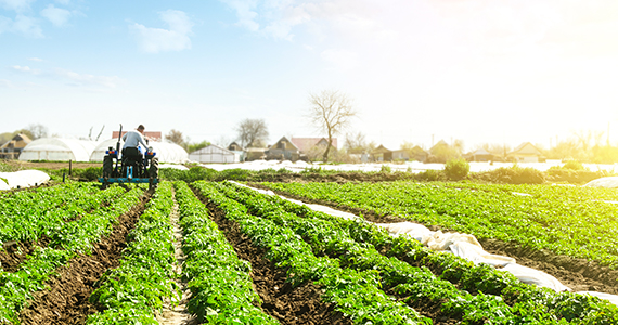 Avvanzo Regionali - Agricoltura e territorio