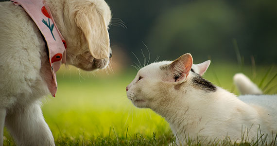 Avvanzo Regionali -  Animali